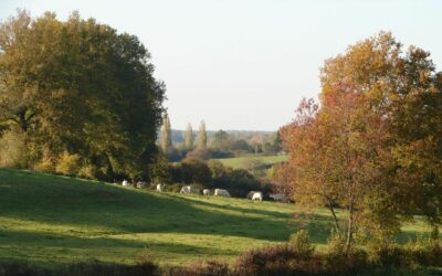 Collaboration avec la mairie de Saint-Léger-Lès-Paray